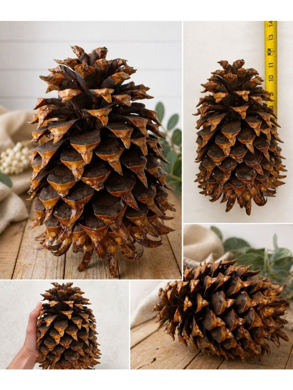 Set of 2 Giant Coulter Pine Cones 8–12” Hand-Collected California Natural Decor - Picture 3 of 3